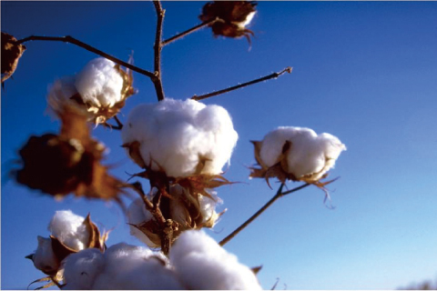 綿シートの素材である綿花のイメージ